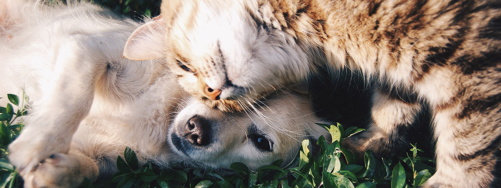 Le soin pour tous les animaux